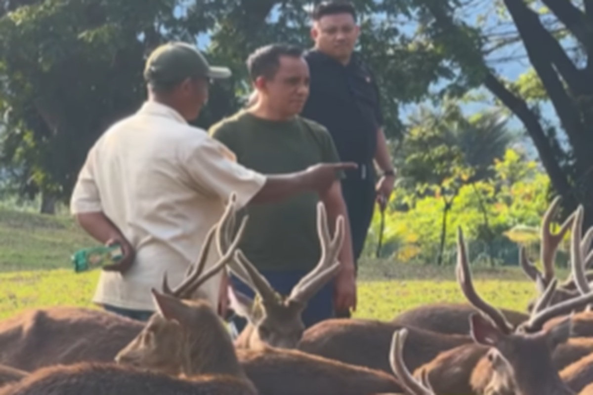 Anwar Hafid: Morowali Rumah Sesungguhnya, Momen Sederhana Bersama Rusa Bawa Ketenangan