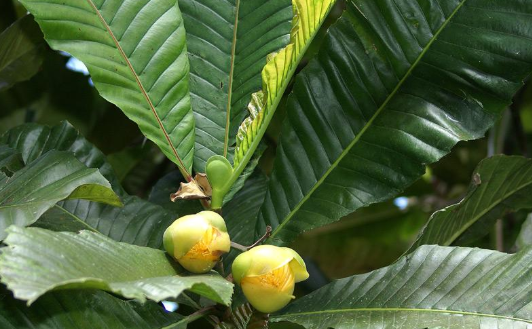 Buah Jongi, Buah Endemik Asam Khas Sulawesi Tengah yang Kaya Manfaat