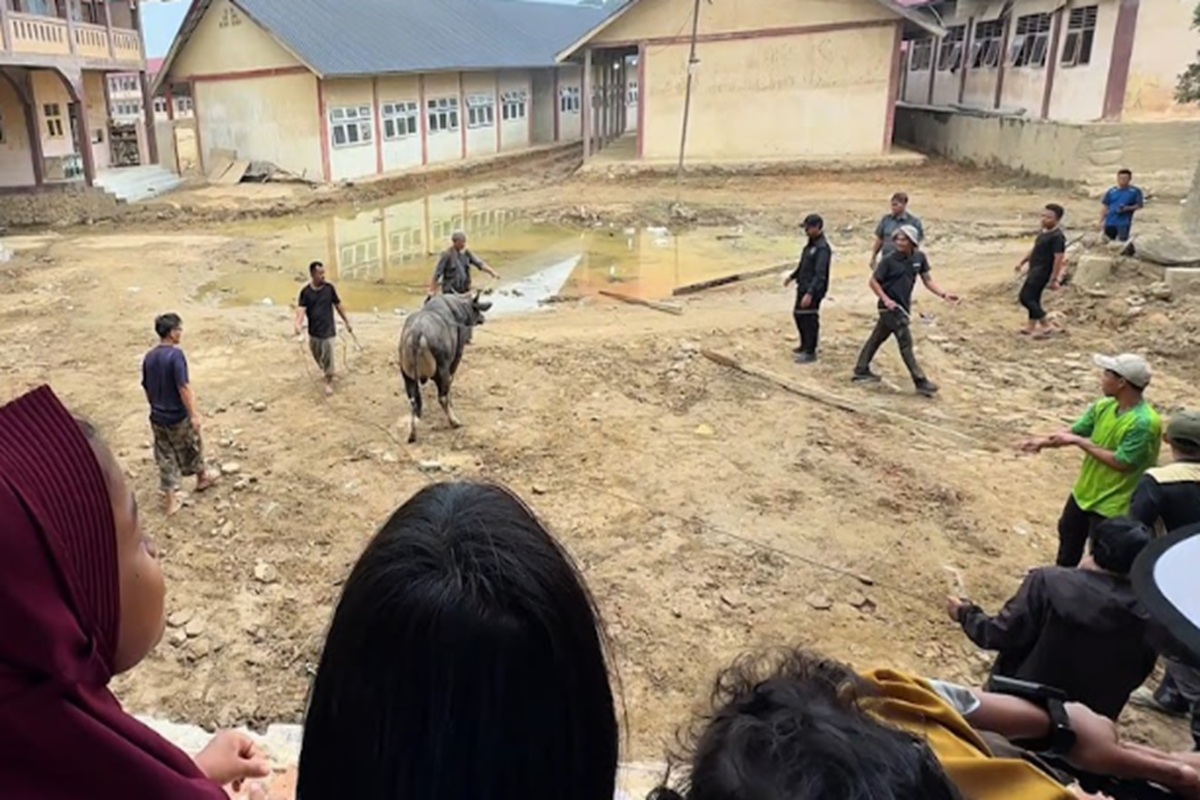 Sapi Jumbo Sedekah Prabowo Bikin Ponpes di Aceh Semangat Sambut Ramadan