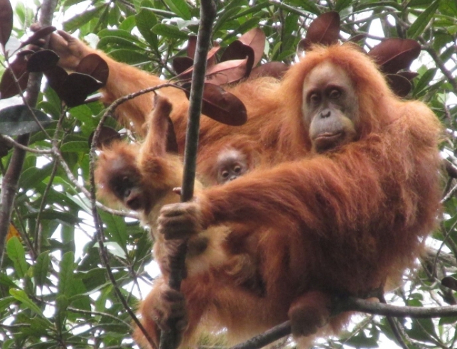 Batang Toru Terluka: Banjir Bandang Ancam Kepunahan Orangutan Tapanul