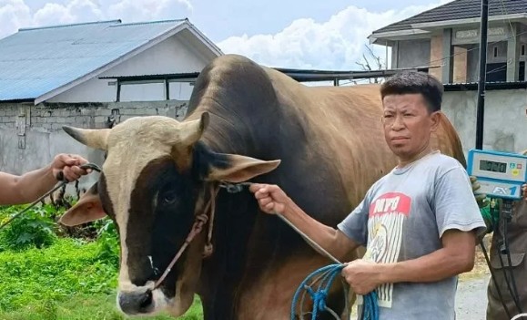 Presiden Prabowo Sumbang 14 Ekor Sapi Kurban untuk Sulteng