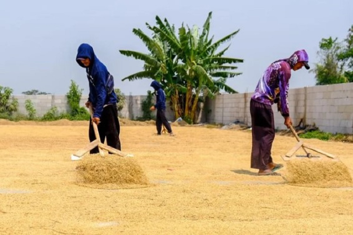 Sepanjang 2025, Sulteng Hasilkan 208.851 Ton Beras