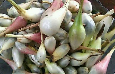 Buah Marasi, Buah Unik yang Mampu Mengubah Rasa Asam Jadi Manis