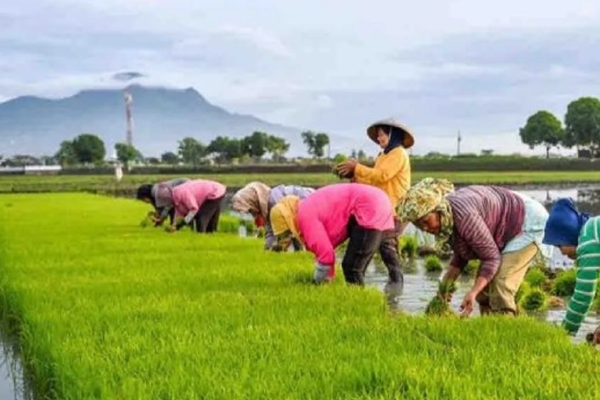 TPH Sulteng Dapat Anggaran Cetak Sawah Baru dari Kementan Rp365,3 Miliar