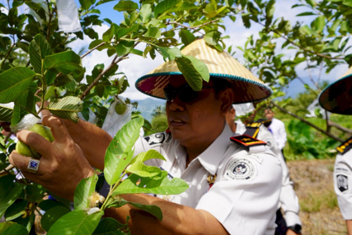 Panen Raya Pemasyarakatan Sulteng Tembus 1 Ton, Bukti Nyata Dukungan Ketahanan Pangan