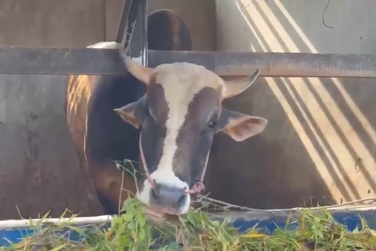 Prabowo Salurkan 14 Sapi Kurban ke Sulteng, “Si Kentung” Berbobot 922 Kg Jadi Sorotan