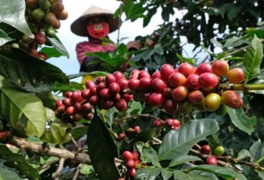Produksi Kopi Olahan di Sigi Capai 3,2 Ton per Tahun, Libatkan 54 IKM