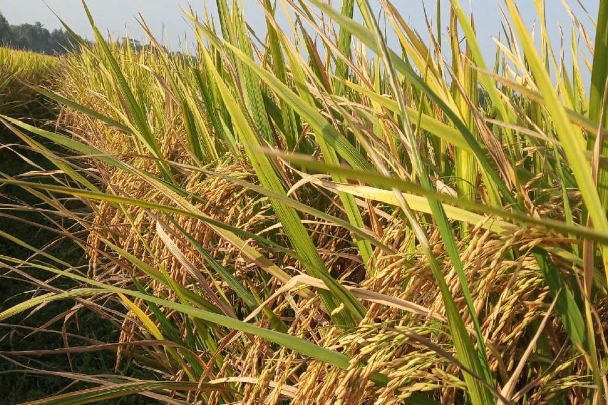 2025, Pemprov Sulteng Targetkan Produksi Padi 962 Ribu Ton
