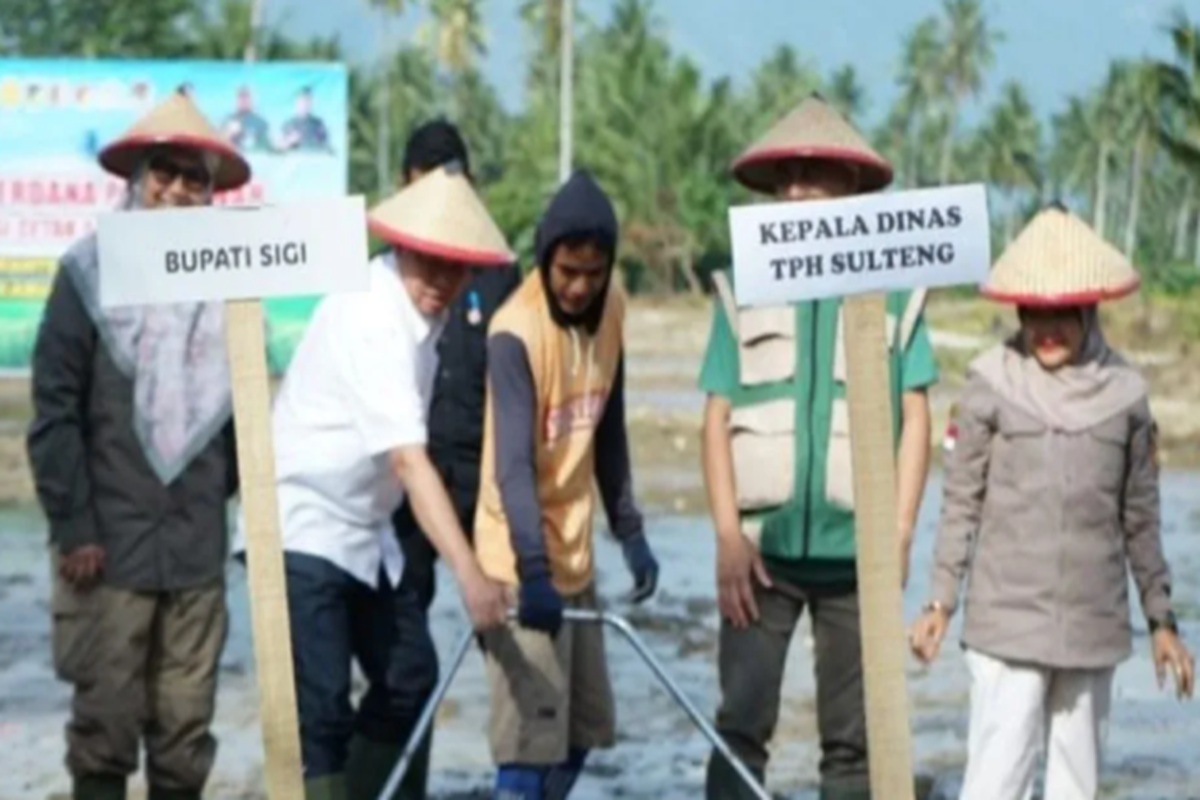 Tanam Padi Perdana di Sawah Baru, Pemkab Sigi Dukung Swasembada Pangan