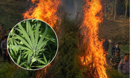 BNN: Ganja itu AMAN! Komentar Publik Justru Bikin Ngakak