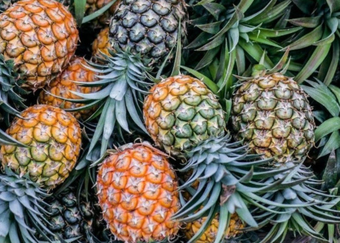 Manfaat Nanas Bagi Kesehatan, Buah Tropis Populer Indonesia