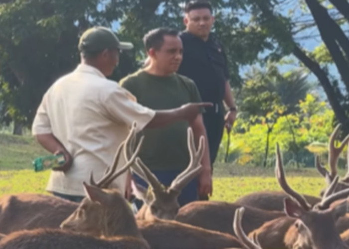 Anwar Hafid: Morowali Rumah Sesungguhnya, Momen Sederhana Bersama Rusa Bawa Ketenangan