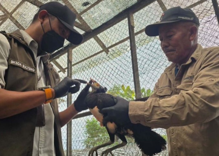 Langkah Luar Biasa! DSLNG dan BKSDA Cek Kesehatan Maleo, Puluhan Burung Langka Selamat!