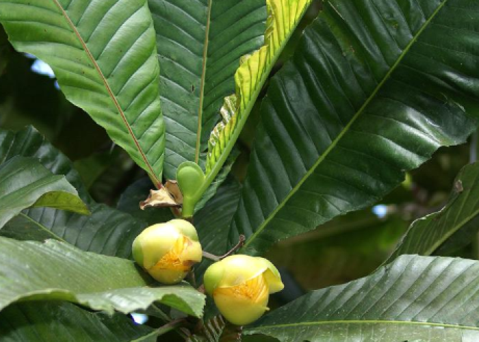 Buah Jongi, Buah Endemik Asam Khas Sulawesi Tengah yang Kaya Manfaat