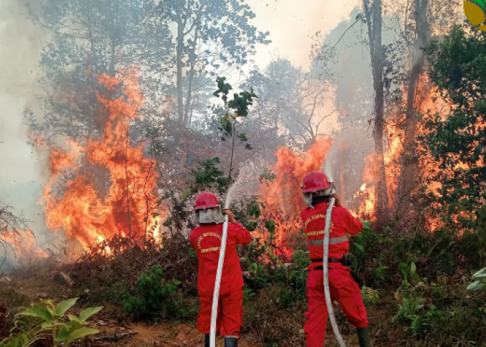 6 Provinsi Jadi Prioritas Karhutla, BNPB Ungkap Risiko Makin Mengkhawatirkan