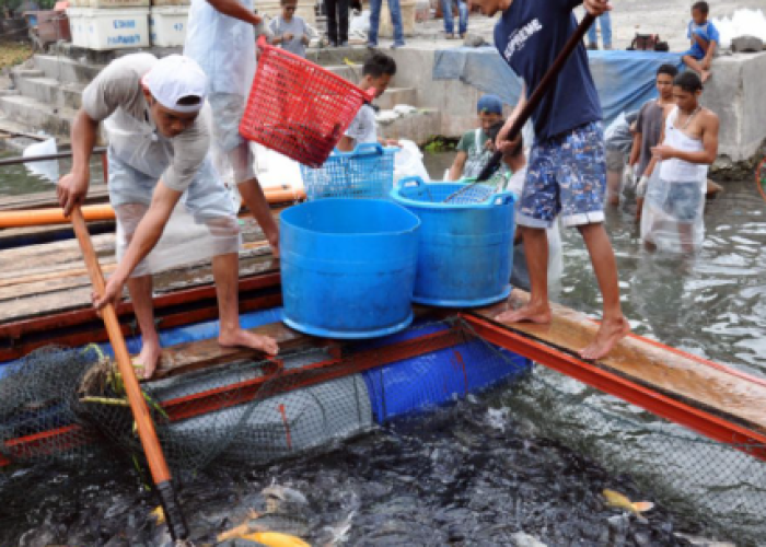 Pemprov Sulteng Salurkan 2.000 Benih Nila Merah untuk Kelompok di Sigi