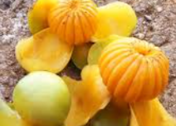 Buah Dengen, Si Asam Segar Khas Sulawesi yang Kaya Manfaat