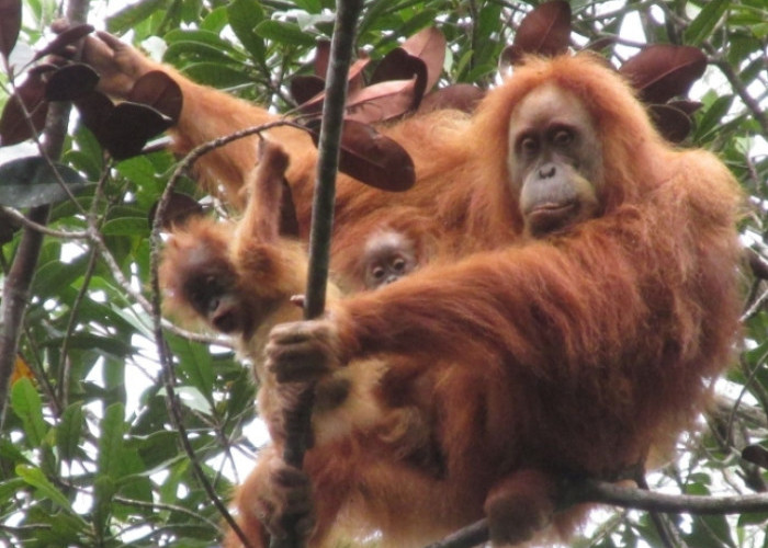 Batang Toru Terluka: Banjir Bandang Ancam Kepunahan Orangutan Tapanul