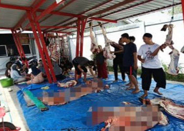 Memupuk Empati dan Solidaritas, Brida Sulteng Salurkan 480 Paket Daging Kurban Idul Adha 2025