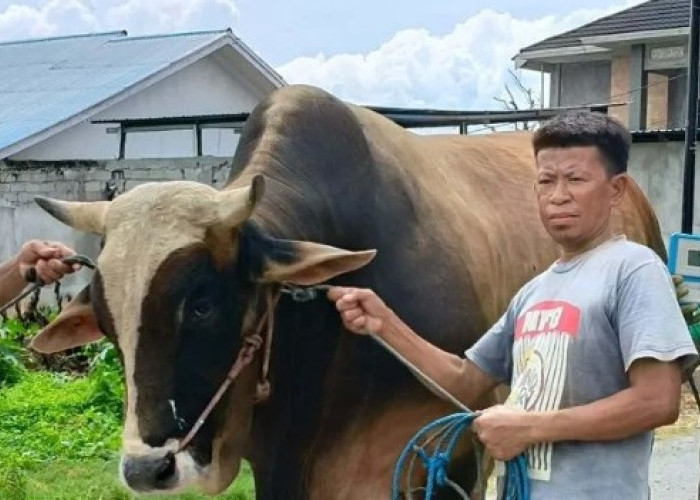 Presiden Prabowo Sumbang 14 Ekor Sapi Kurban untuk Sulteng