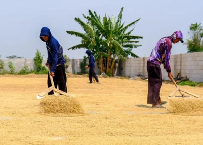 Sepanjang 2025, Sulteng Hasilkan 208.851 Ton Beras
