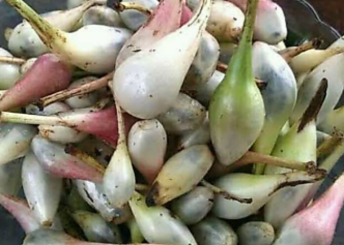 Buah Marasi, Buah Unik yang Mampu Mengubah Rasa Asam Jadi Manis
