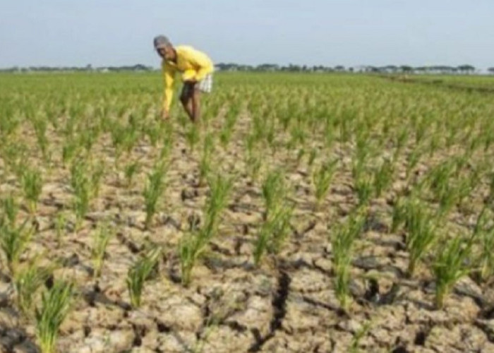 BMKG Ingatkan Dampak El Nino Kuat, Sektor Pertanian dan Publik Diimbau Waspada