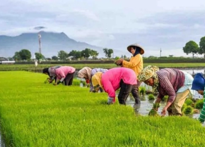 TPH Sulteng Dapat Anggaran Cetak Sawah Baru dari Kementan Rp365,3 Miliar