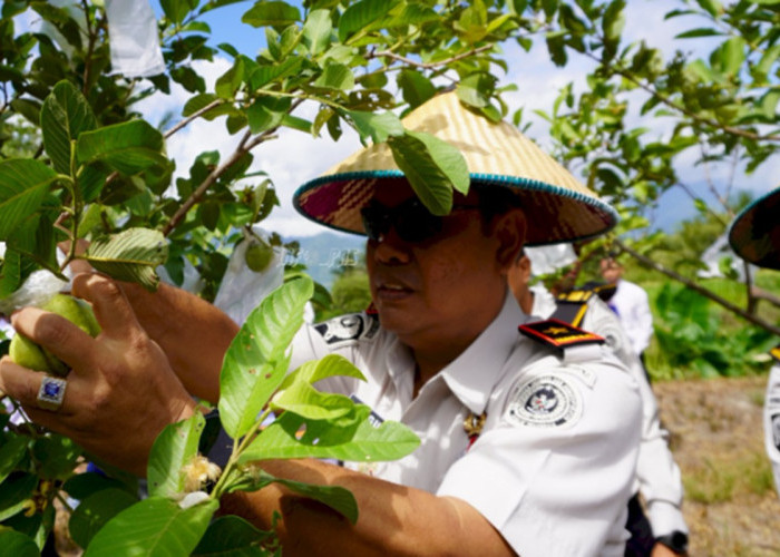 Panen Raya Pemasyarakatan Sulteng Tembus 1 Ton, Bukti Nyata Dukungan Ketahanan Pangan