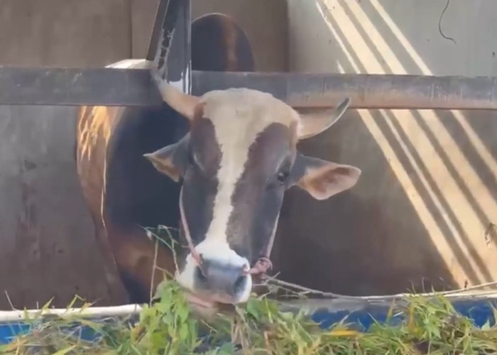 Prabowo Salurkan 14 Sapi Kurban ke Sulteng, “Si Kentung” Berbobot 922 Kg Jadi Sorotan