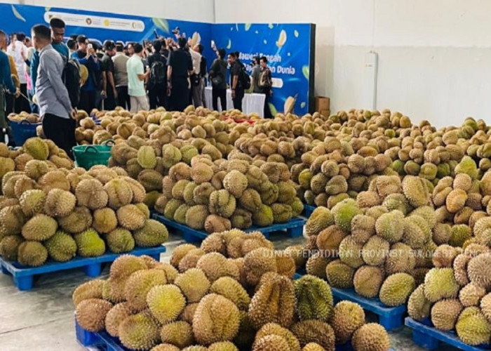 Durian Sulteng Tembus China! Ekspor Perdana Rp42,5 Miliar Jadi Titik Balik Ekonomi Daerah