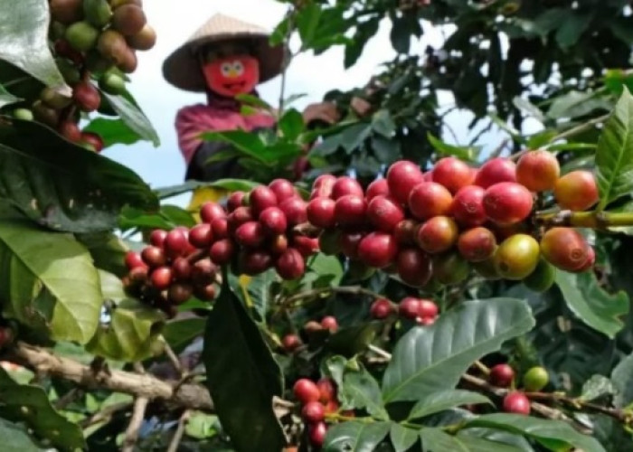 Produksi Kopi Olahan di Sigi Capai 3,2 Ton per Tahun, Libatkan 54 IKM