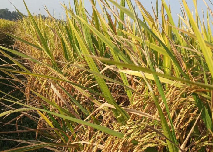 2025, Pemprov Sulteng Targetkan Produksi Padi 962 Ribu Ton