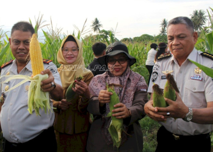 Lapas Perempuan Palu Panen Perdana 2.000 Jagung, Warga Binaan Didorong Lebih Produktif