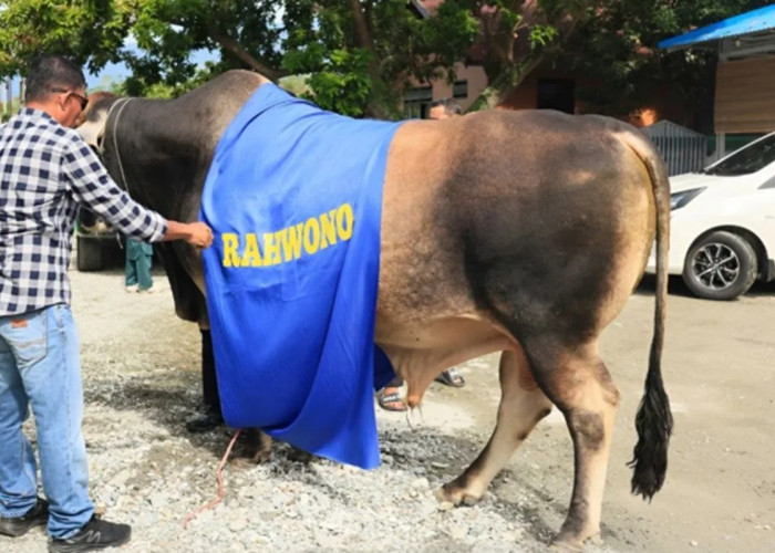 Sapi Kurban 875 Kg Bantuan Prabowo Tiba di Poso, Warga Mapane Sambut Antusias
