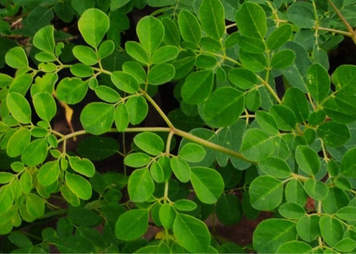 Jarang Disadari: Khasiat Ajaib Daun Kelor untuk Tubuh Pria dan Wanita