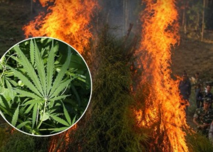 BNN: Ganja itu AMAN! Komentar Publik Justru Bikin Ngakak