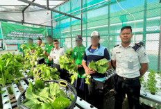 Lapas Luwuk Panen Jagung dan Kangkung, Hasilnya Disumbangkan untuk Korban Bencana