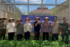 Lapas Perempuan Palu Ikut Panen Raya Nasional, Warga Binaan Panen 40 Kg Sayuran