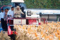 Pemerintah Klaim Swasembada 8 Komoditas Pangan, Surplus Produksi Capai 4,69 Juta Ton