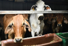 Pemkab Parigi Moutong Gencarkan Vaksinasi Ternak Cegah Penyakit Mulut dan Kuku