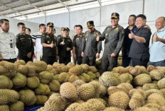 Balai Karantina Indonesia: Tinjau Persiapan Ekspor Durian dari Palu ke Tiongkok