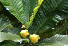 Buah Jongi, Buah Endemik Asam Khas Sulawesi Tengah yang Kaya Manfaat