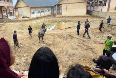 Sapi Jumbo Sedekah Prabowo Bikin Ponpes di Aceh Semangat Sambut Ramadan