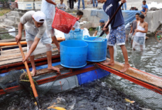 Pemprov Sulteng Salurkan 2.000 Benih Nila Merah untuk Kelompok di Sigi