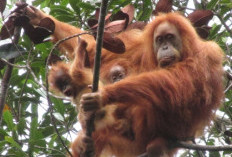 Batang Toru Terluka: Banjir Bandang Ancam Kepunahan Orangutan Tapanul
