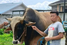 Presiden Prabowo Sumbang 14 Ekor Sapi Kurban untuk Sulteng