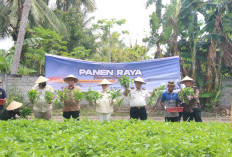 Panen Raya Pemasyarakatan Serentak, Bukti Pembinaan Kemandirian Warga Binaan di Sulteng Berbuah Hasil