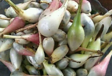 Buah Marasi, Buah Unik yang Mampu Mengubah Rasa Asam Jadi Manis