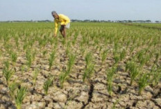 BMKG Ingatkan Dampak El Nino Kuat, Sektor Pertanian dan Publik Diimbau Waspada